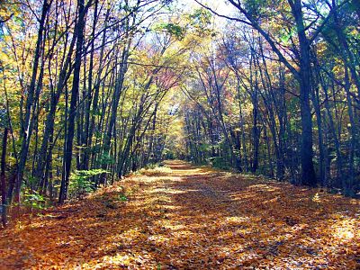 Photo of the AirLine Trail in Chaplin, Connecticut, with orange leaves covering the trail