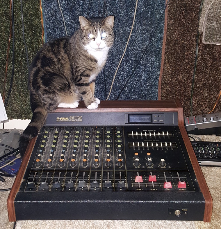 Photo of Radio Cat Phoebe